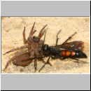 Anoplius viaticus - Wegwespe 38e beim Eintrag einer Trochosa-Wolfsspinne.jpg